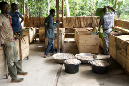 Sourcing fèves cacao